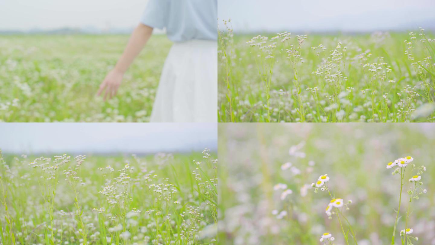 4k女生手拂过小雏菊野花太阳花