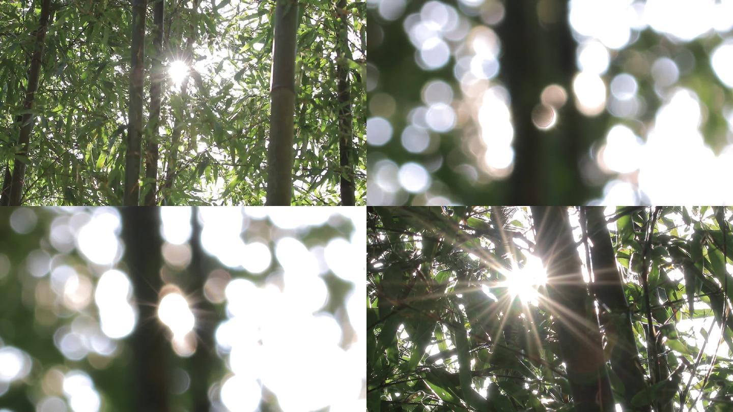 竹林透过阳光