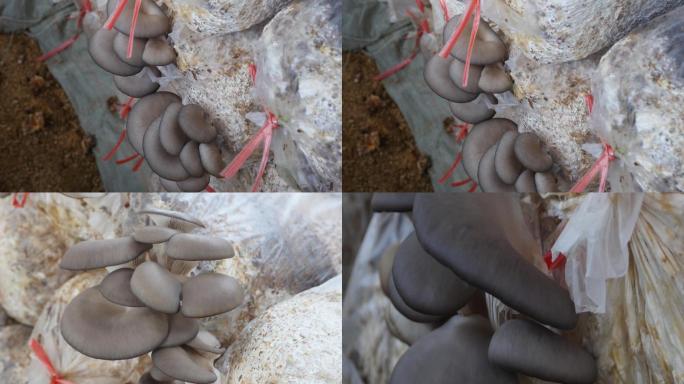 大棚蘑菇种植技术