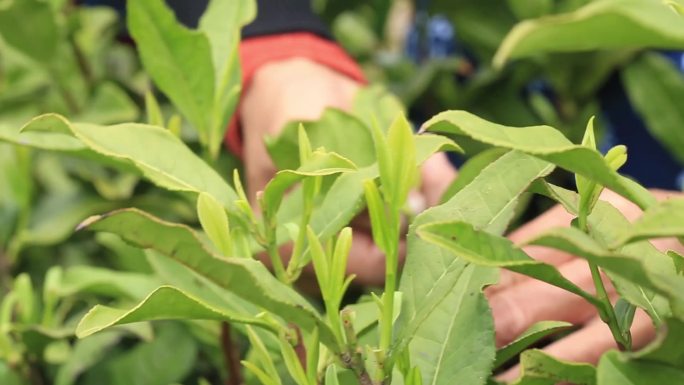 茶叶外拍系列三茶山采茶女