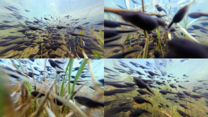 水下摄影春天蝌蚪遨游水底