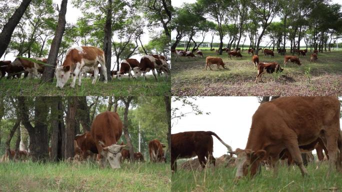 牛在树林中吃草放牛牛在草散步