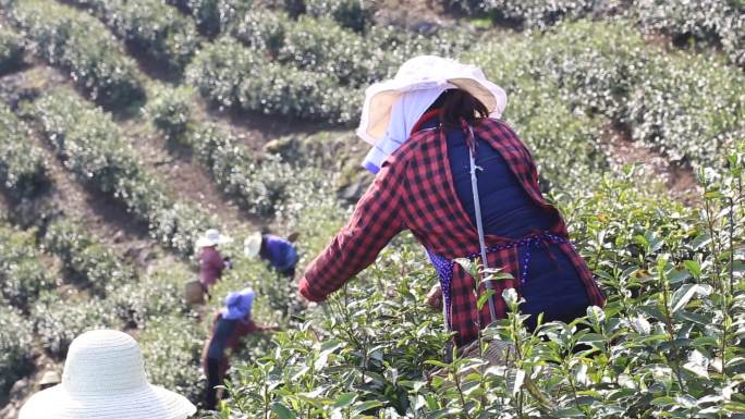 茶叶外拍系列三茶山采茶女