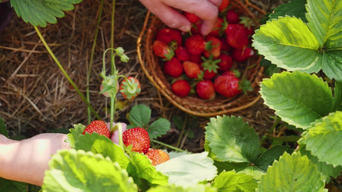 4K摘草莓新鲜水果放入小篮子