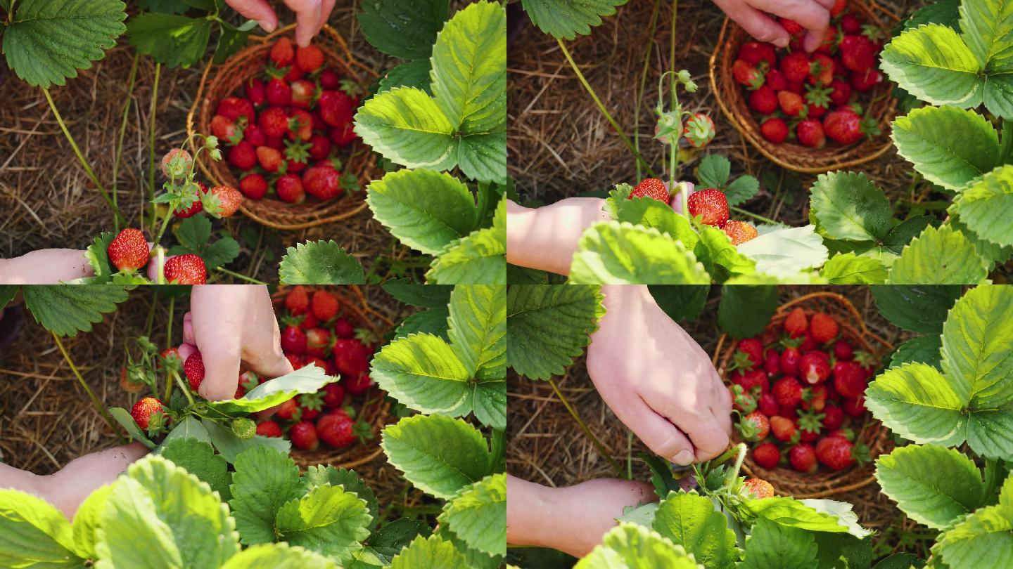 4K摘草莓新鲜水果放入小篮子
