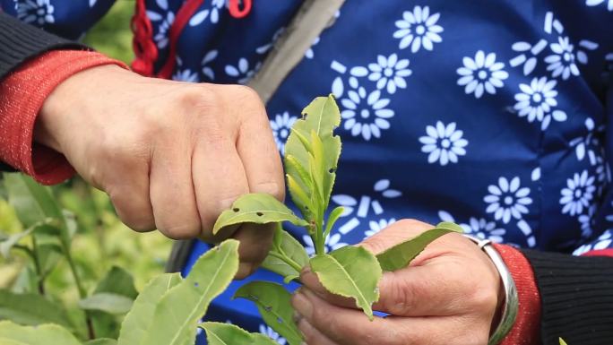 茶叶外拍系列三茶山采茶女