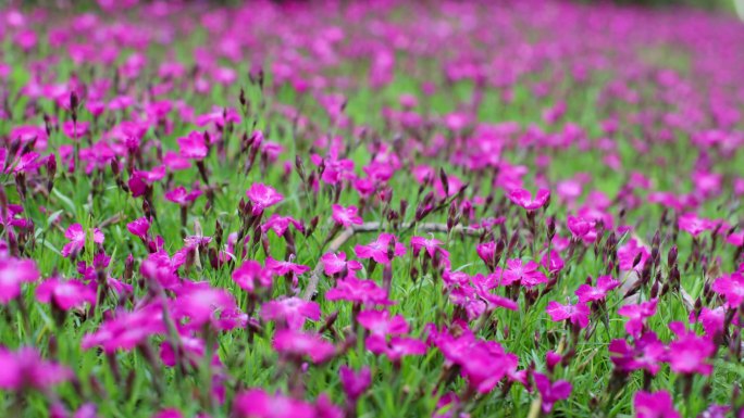 公园鲜花小花柳树嫩叶嫩芽花卉花园花海花瓣