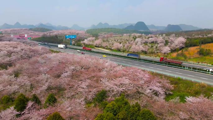 穿过樱花丛的高速公路（4K素材)