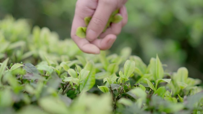 茶园采茶摘茶