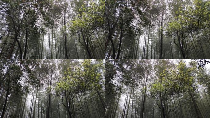 雨天迷雾森林竹林