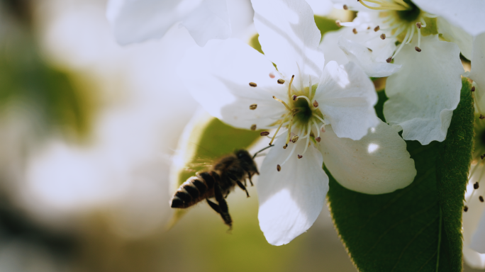 【4K】蜜蜂采蜜，梨花特写，梨花开放