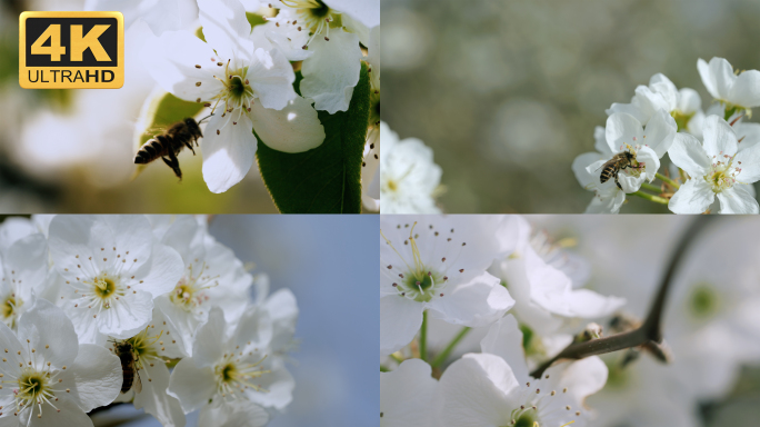 【4K】蜜蜂采蜜，梨花特写，梨花开放