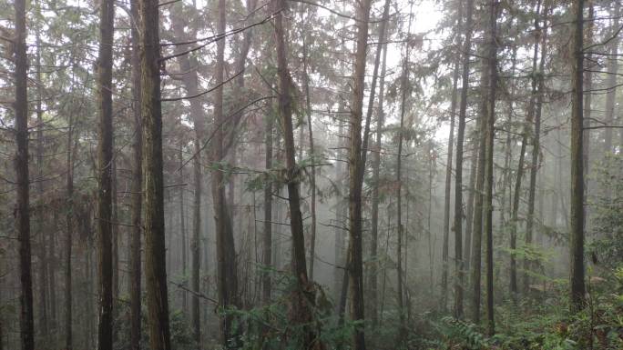 雨天迷雾森林