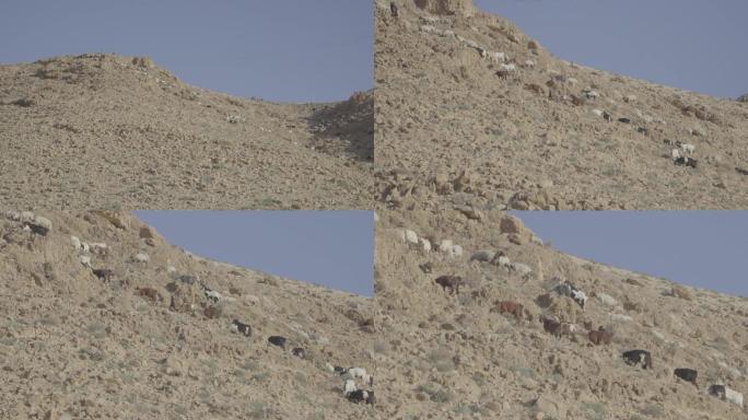 中东阿拉伯人山顶放养牧羊