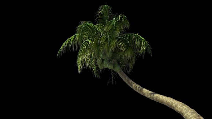 椰子树三亚热带植物