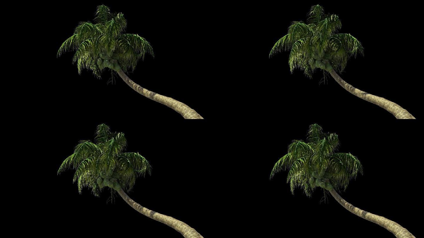椰子树三亚热带植物