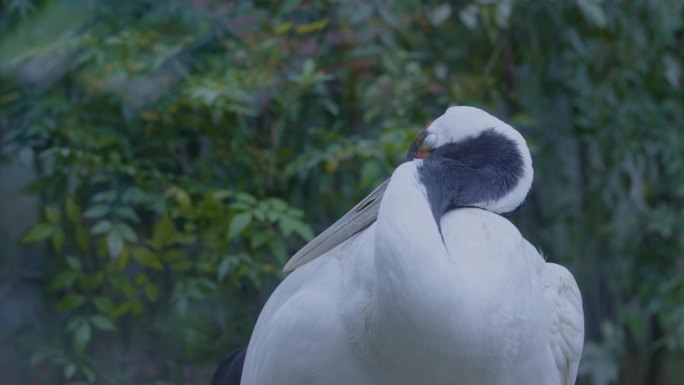 【6K原创视频】动物园丹顶鹤