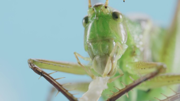 昆虫鸣虫进食微距