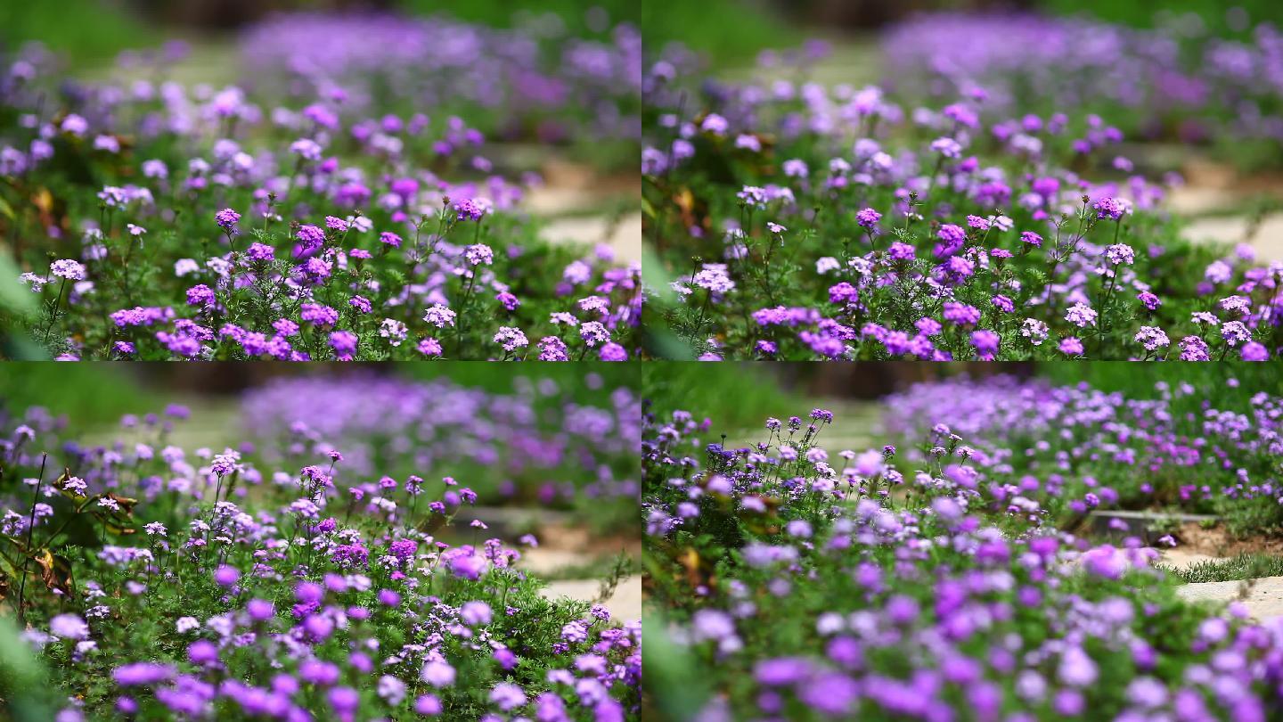 MVI_2684风吹野花紫色草坪