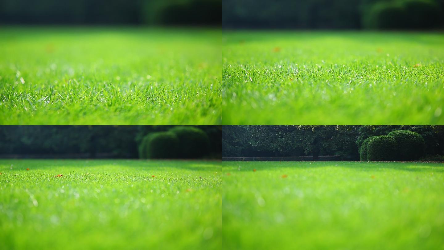 MVI_1581绿草坪绿草小草