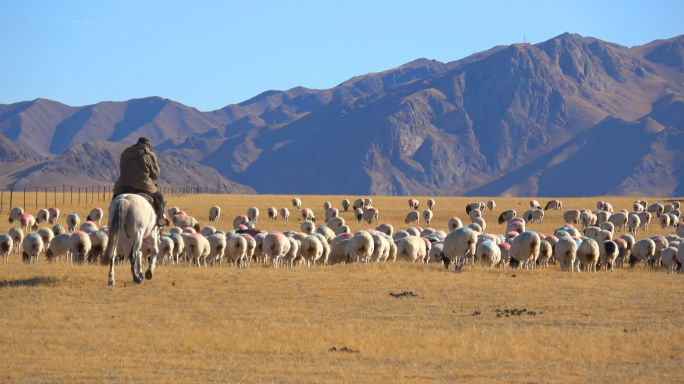 新疆巴音布鲁克的羊群（2）