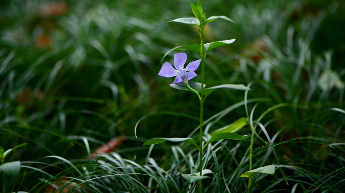 春天树苗花草苏醒发芽