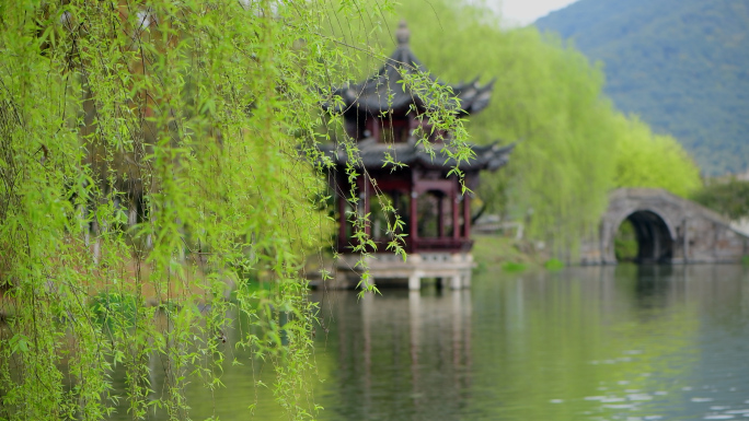 春天杭州湘湖风景区柳树树木嫩绿色的新叶