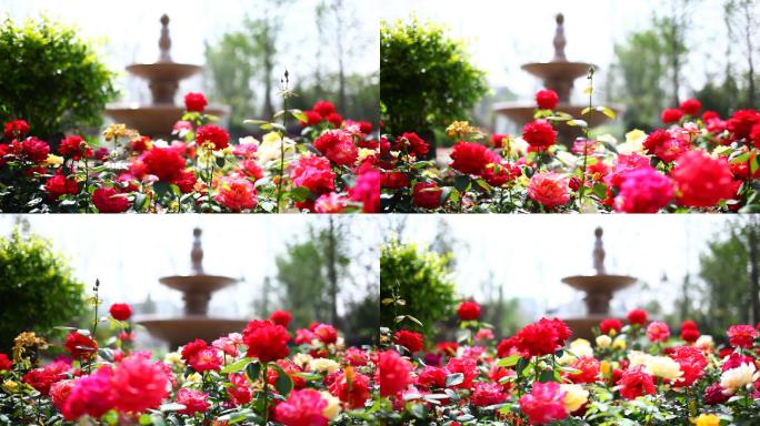 MVI_2631花园喷泉蔷薇花玫瑰