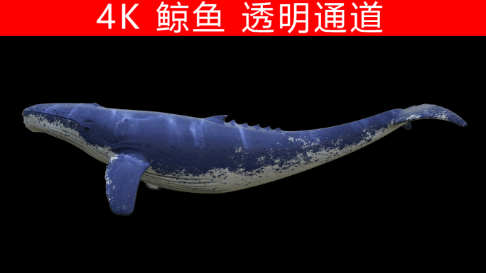 鲸鱼透明通道(4K)