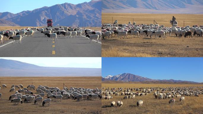 新疆巴音布鲁克的羊群（1）