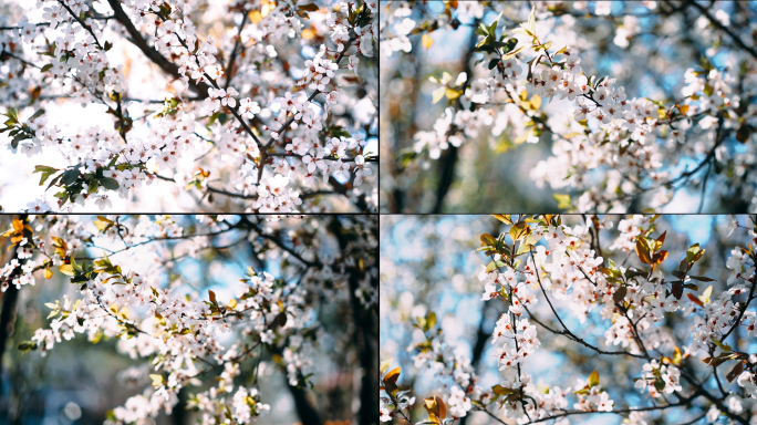 红叶李花 阳光下的花 逆光花  春天花