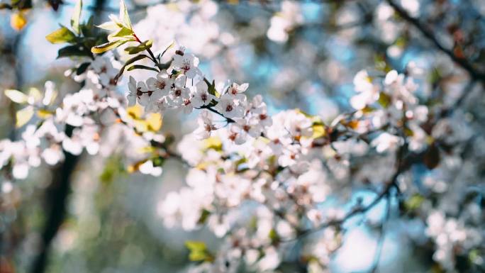 红叶李花 阳光下的花 逆光花  春天花