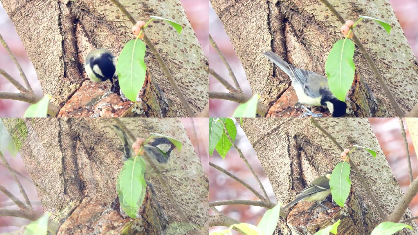 黄角树上的大山雀，蛙鸣鸟叫声