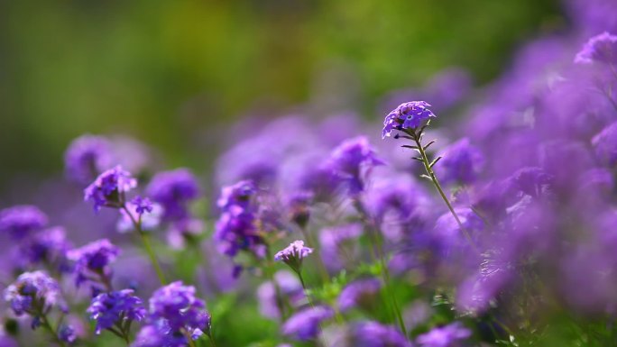 MVI_2733风吹野花紫色草坪