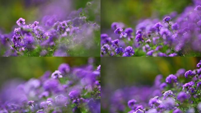 MVI_2733风吹野花紫色草坪