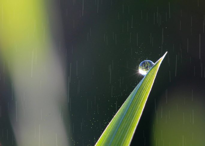 雨中的植物近距离拍摄循环视频素材
