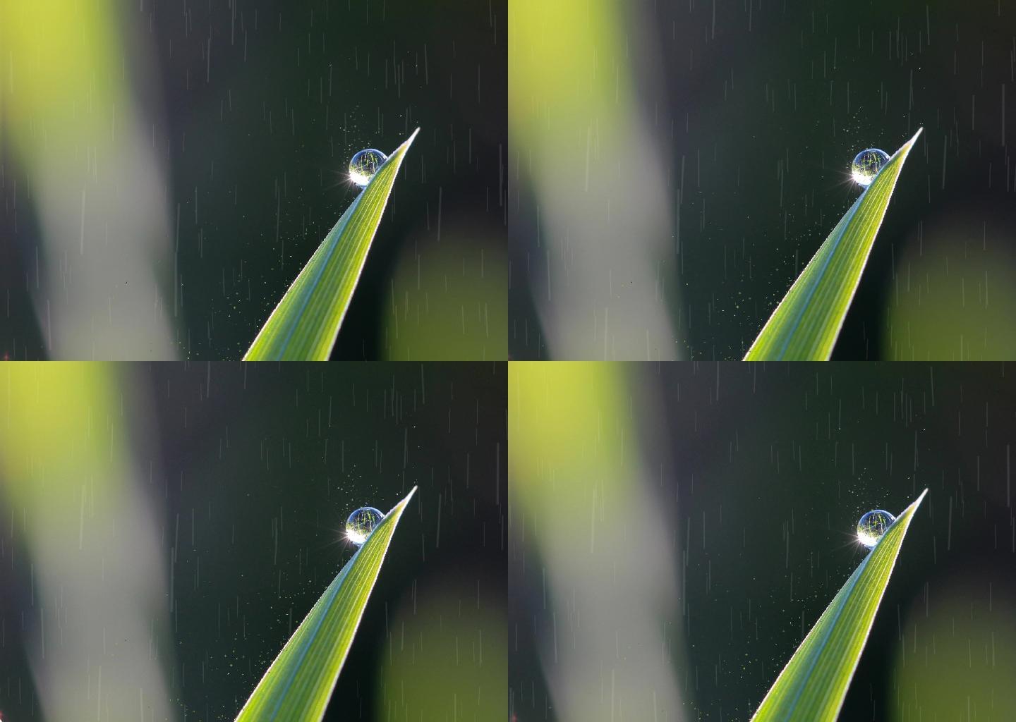 雨中的植物近距离拍摄循环视频素材