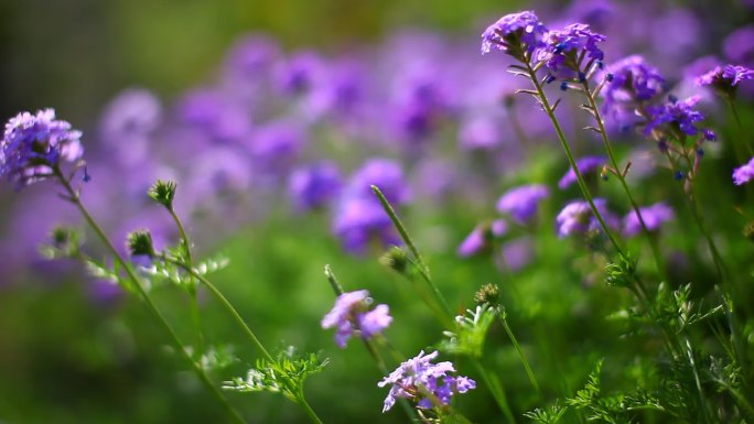 MVI_2732风吹野花紫色草坪