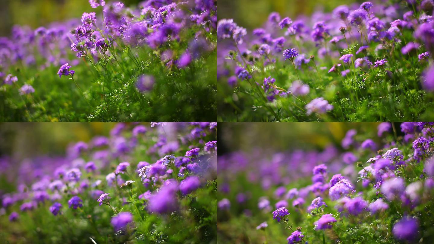 MVI_2731风吹野花紫色草坪