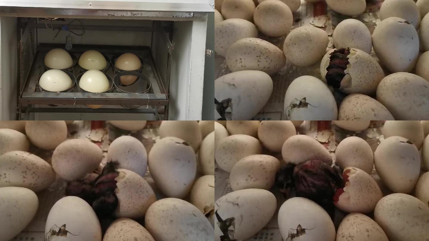 孵化过程出壳禽蛋孔雀