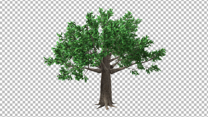 树木生长变化-带透明通道