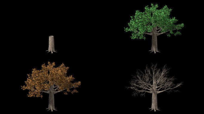 树木生长变化-带透明通道
