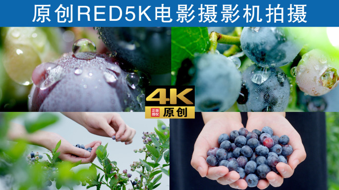 蓝莓4K超清素材