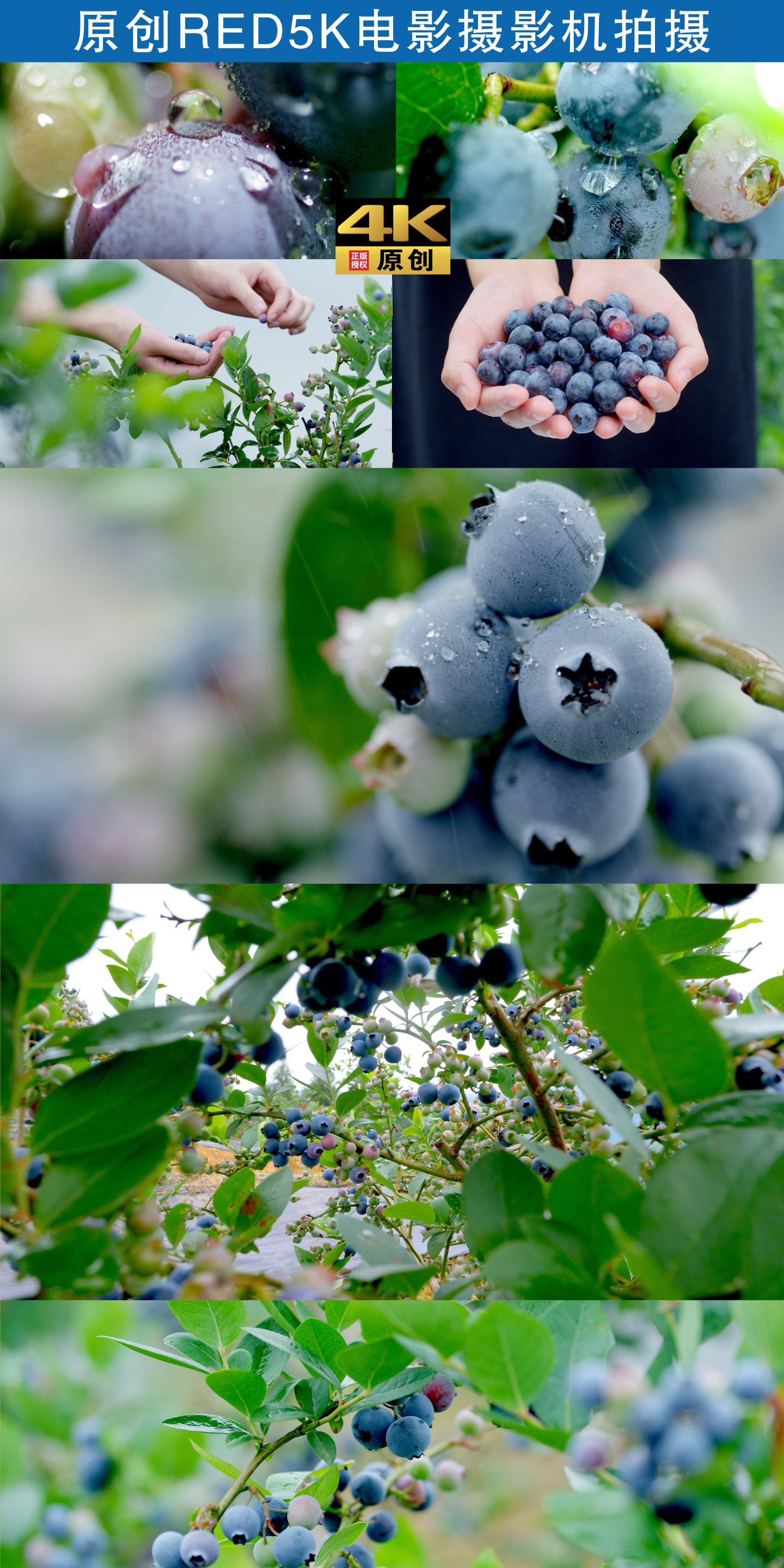 蓝莓4K超清素材