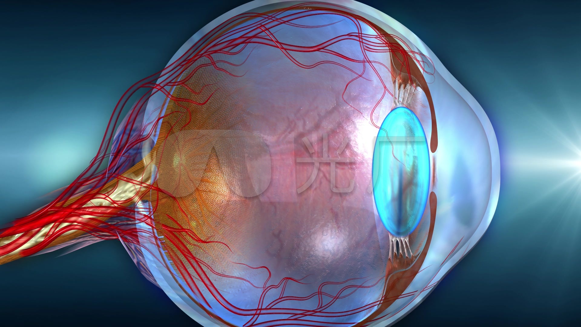 翻白眼用力过猛有可能把眼球翻 180 度看到自己的大脑吗？ - 知乎