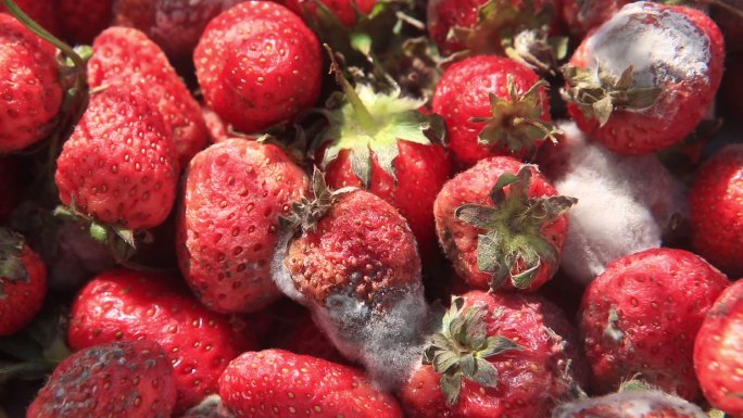 腐烂的草莓丨HD丨原创实拍