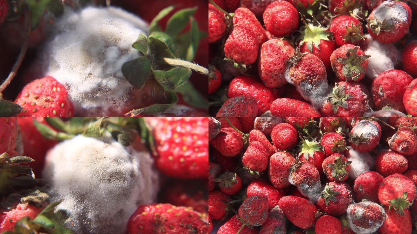 腐烂的草莓丨HD丨原创实拍