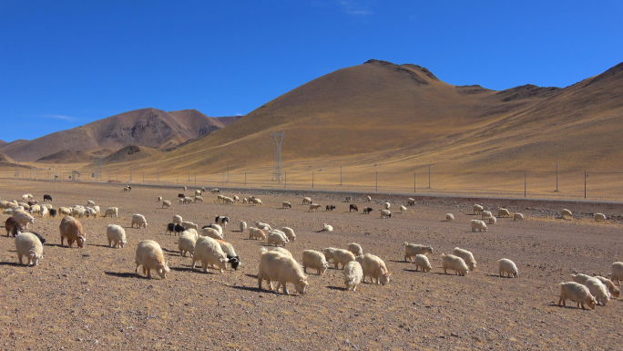 西藏阿里大北线（2）革吉的羊群