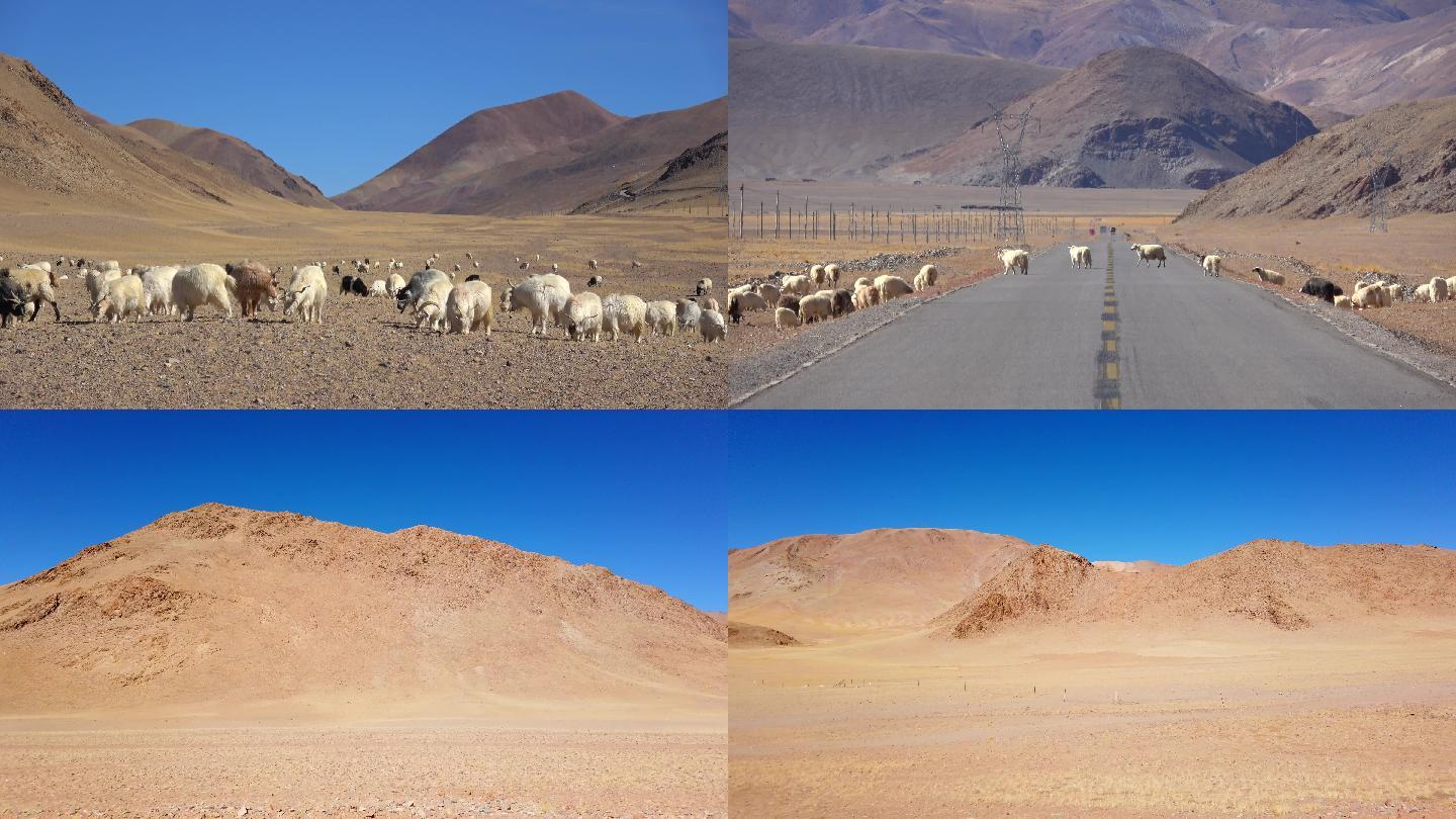 西藏阿里大北线（2）革吉的羊群