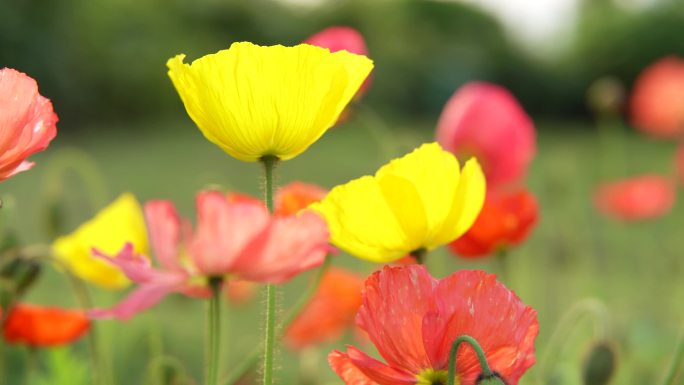 阳光下的格桑花朵